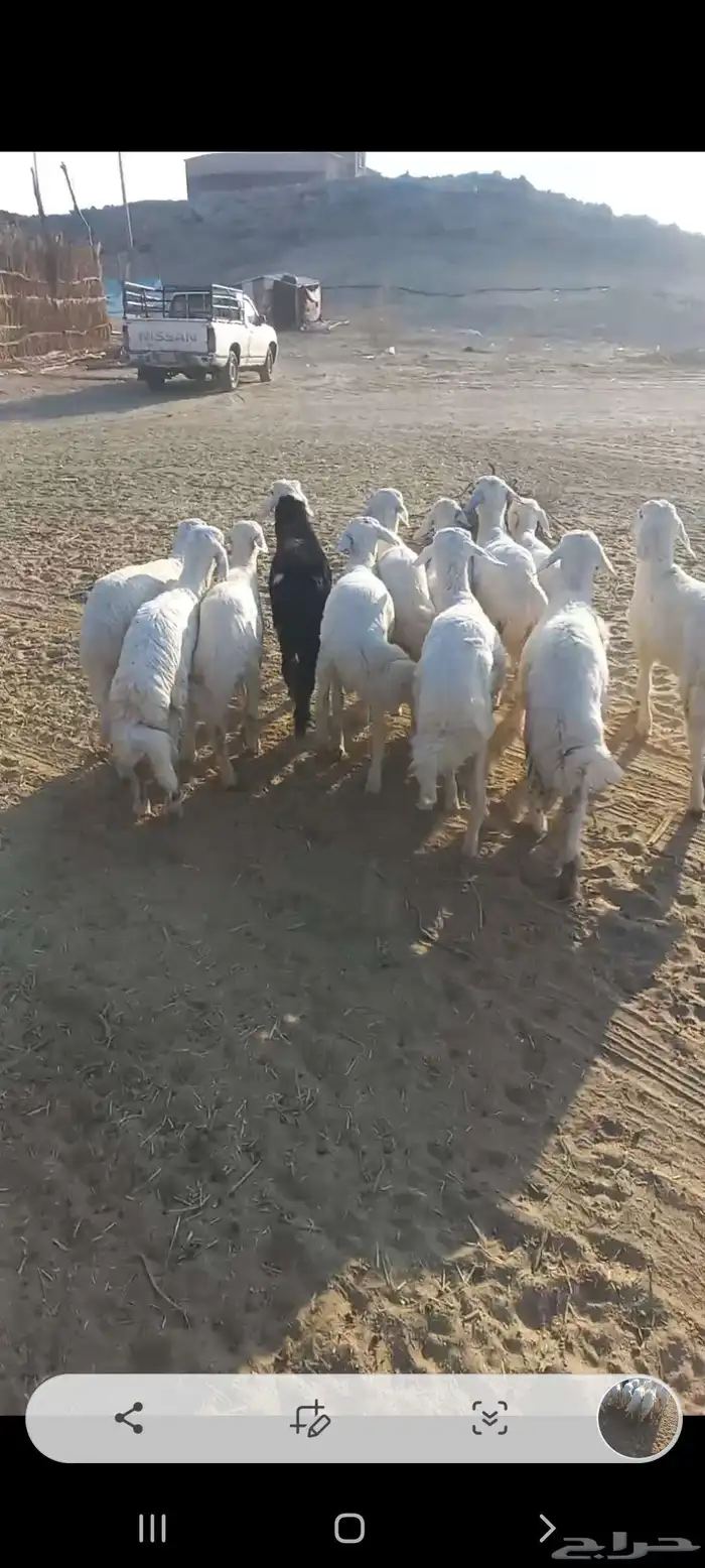 بهم ربو نضيف للتربيه 1