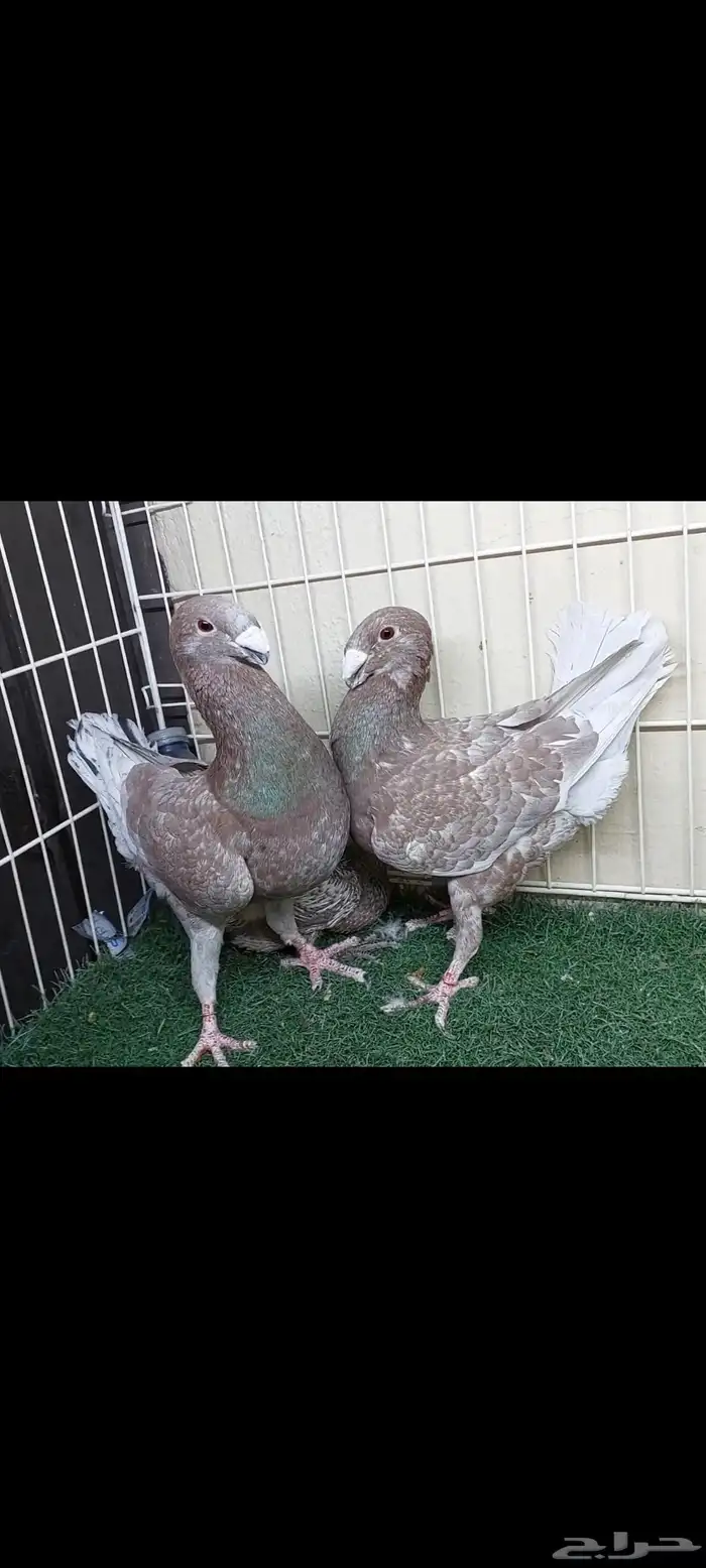 جوز هومر بفرخه حامل من حامل رديوس 0