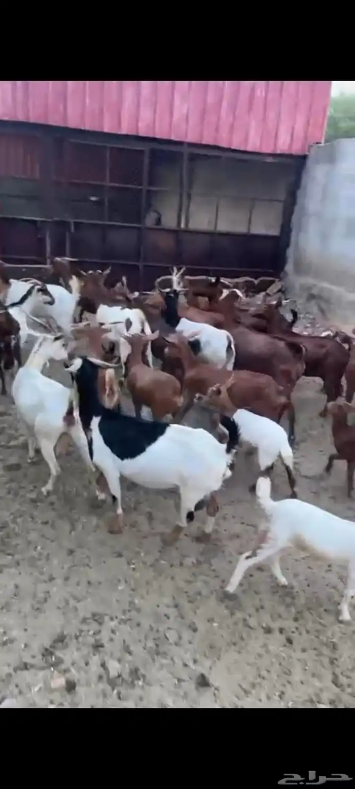 ماعز دهم دفيع متاخره 1