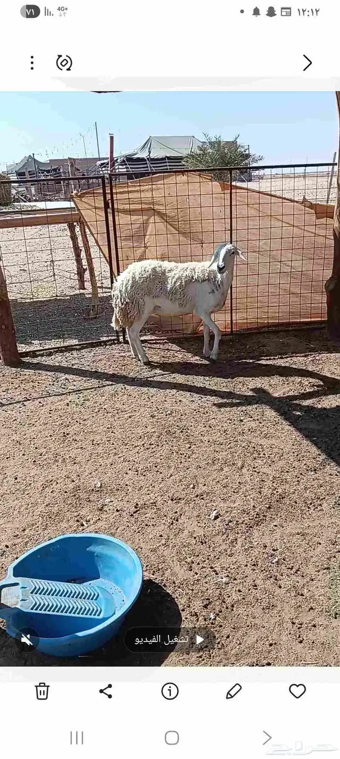 شاه رباع دافع وقريب ولاده 2