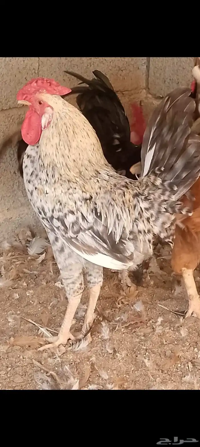 ديوك للبيع 2