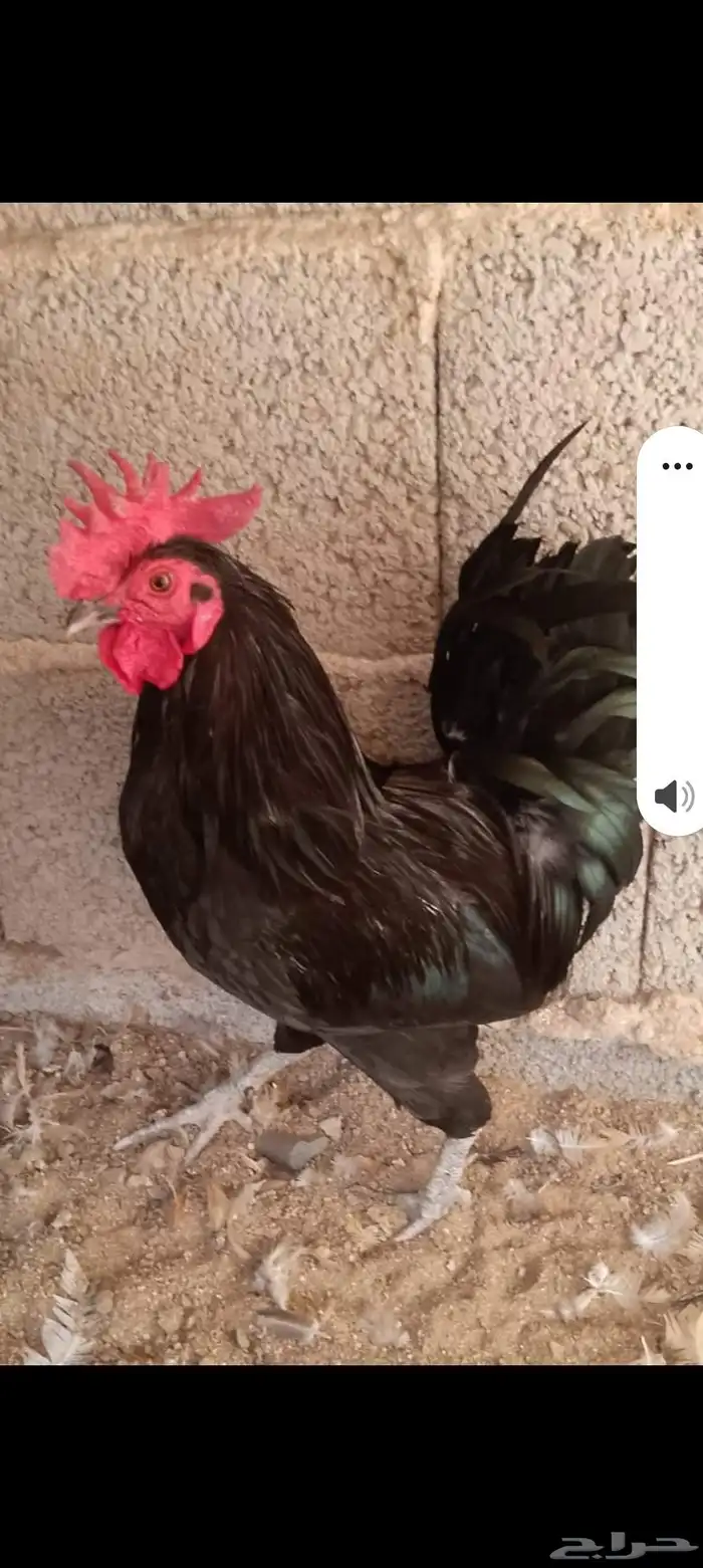 ديوك للبيع 1