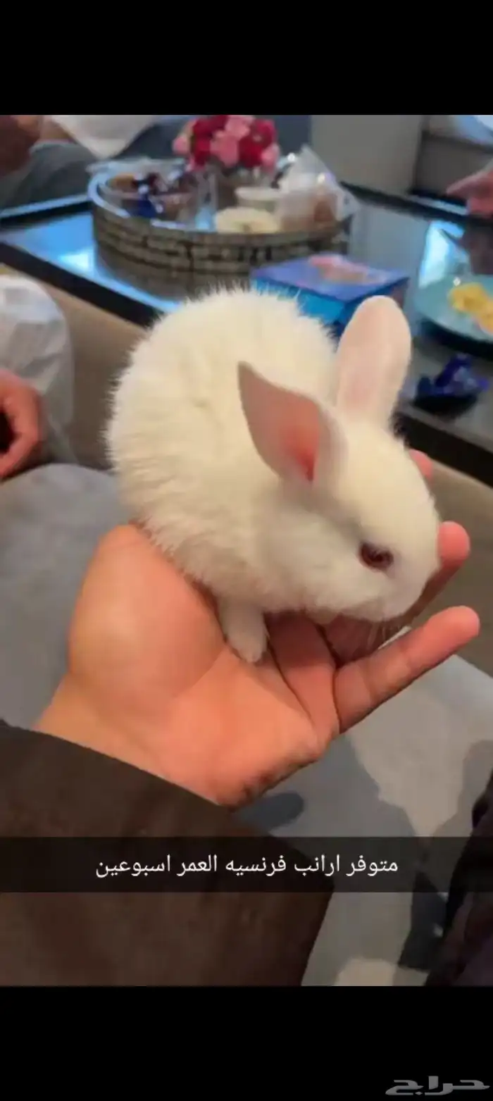 متوفر ارانب وصوص 0