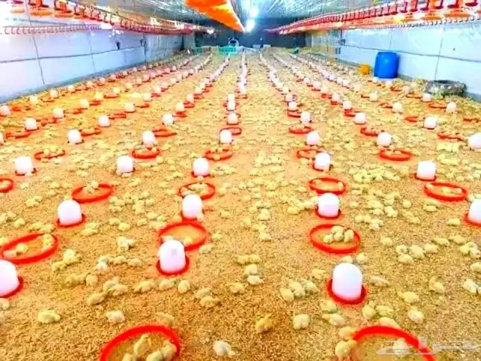 مشروع دواجن 7