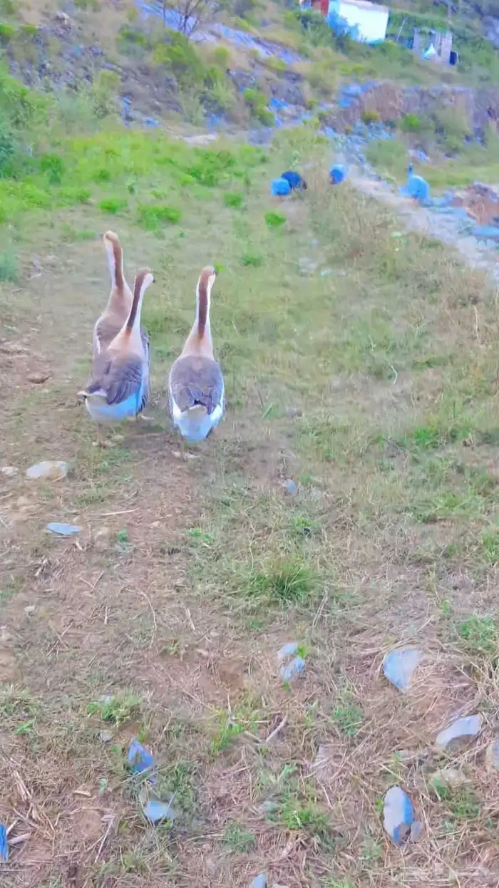 وز عراقي للبيع العدد 3 2