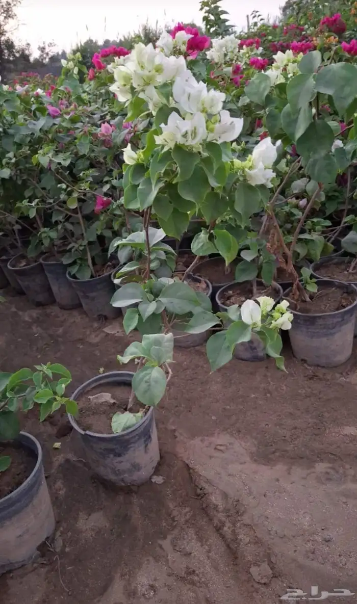 شتلات جهنمية الون قبير و صغير 7