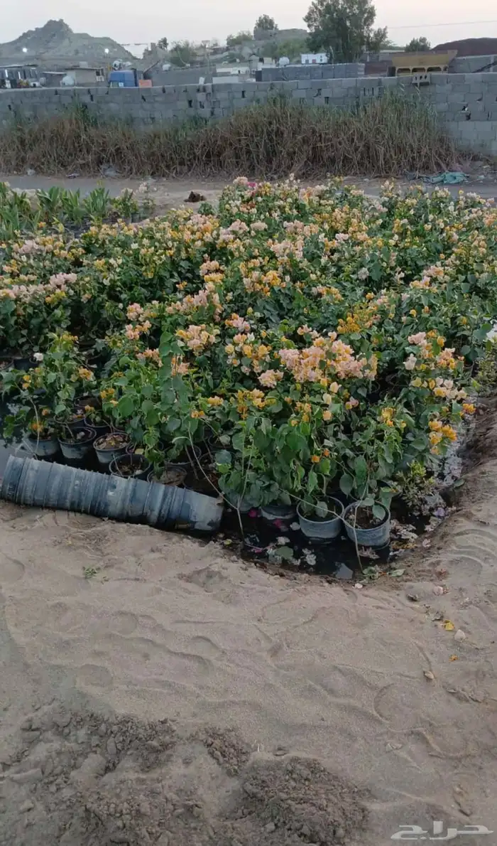 شتلات جهنمية الون قبير و صغير 9