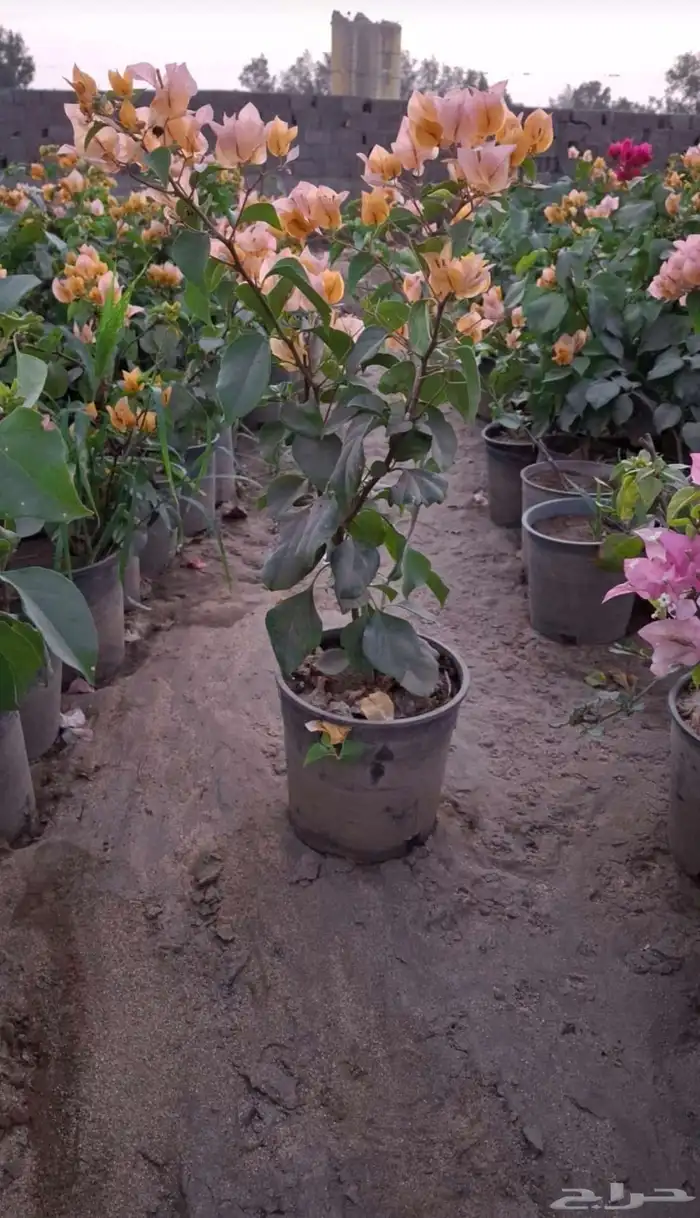 شتلات جهنمية الون قبير و صغير 1