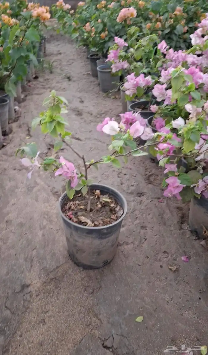 شتلات جهنمية الون قبير و صغير 8