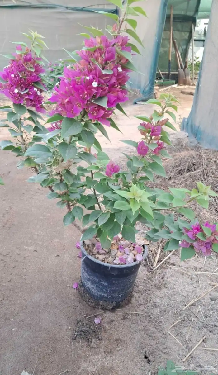 شتلات جهنمية الون قبير و صغير 6