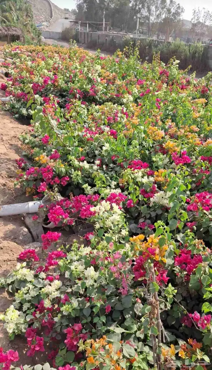 شتلات جهنمية الون قبير و صغير 2