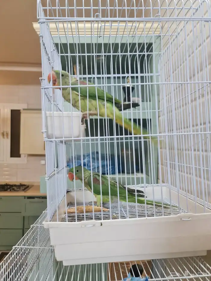 نثيتين ببغاء دره نبالي العمر سنه 0