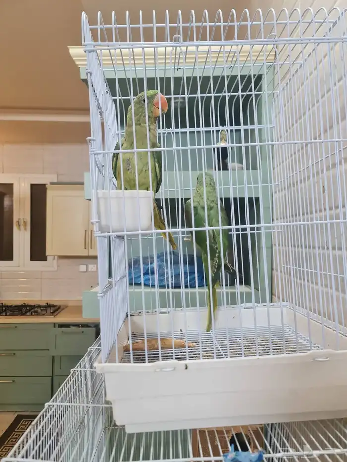 نثيتين ببغاء دره نبالي العمر سنه 1