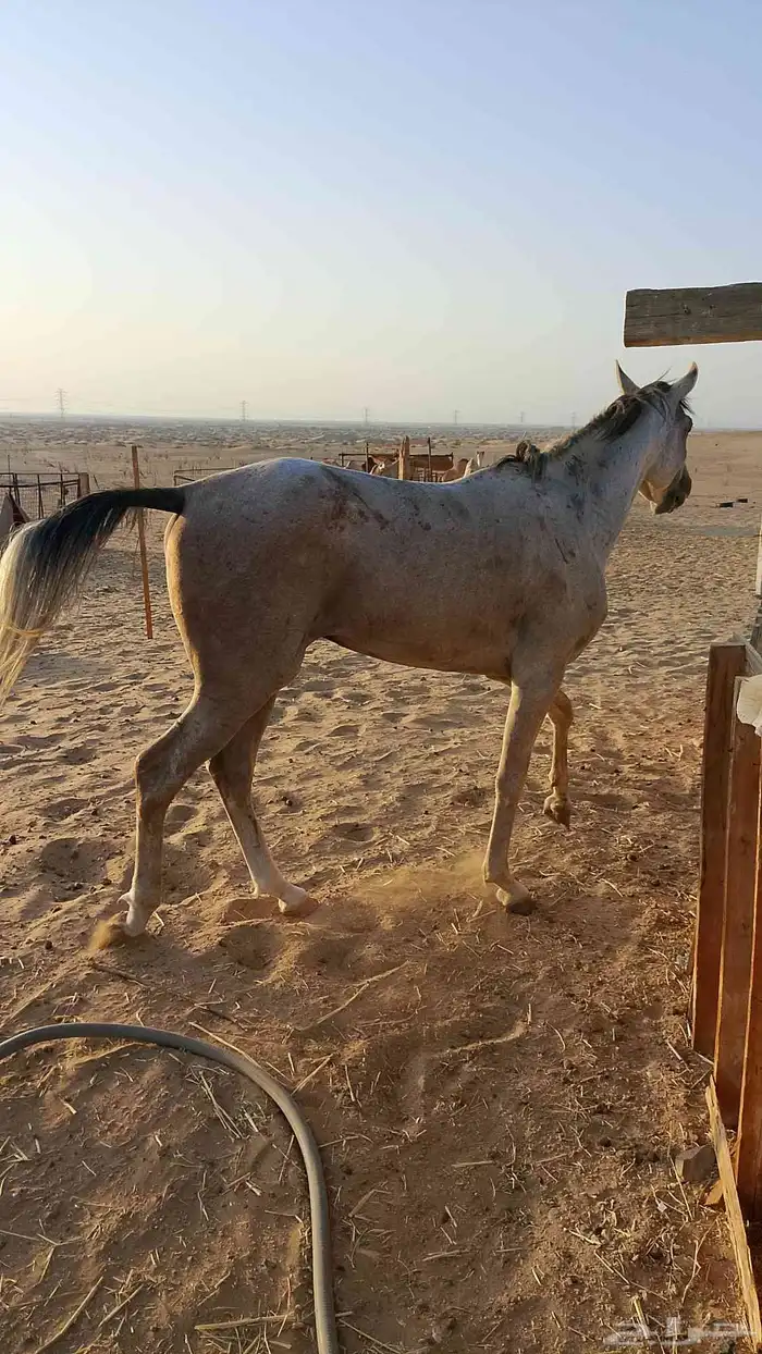 خيل شعبي للبيع البيع سمح ومستعجل للزبون الصامل الموقع املج 1
