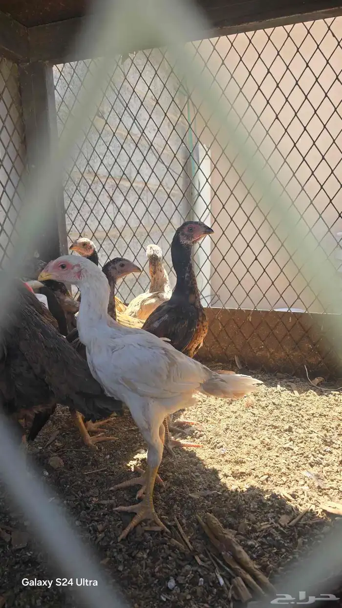دجاج باكستاني للبيع 2