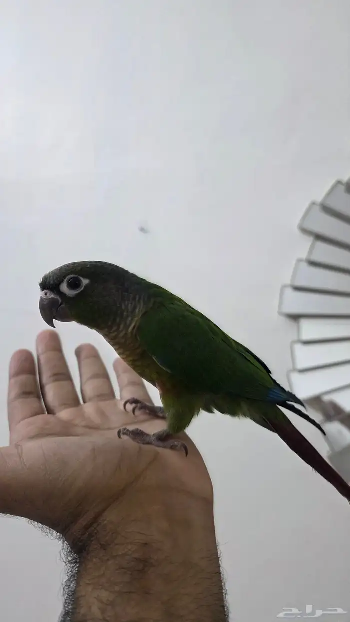 كنيور قرين شيك 3