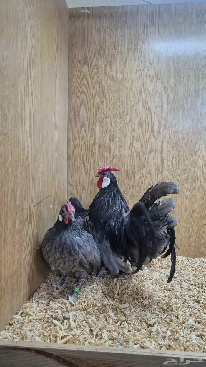 دجاج روز كامب مميز 3