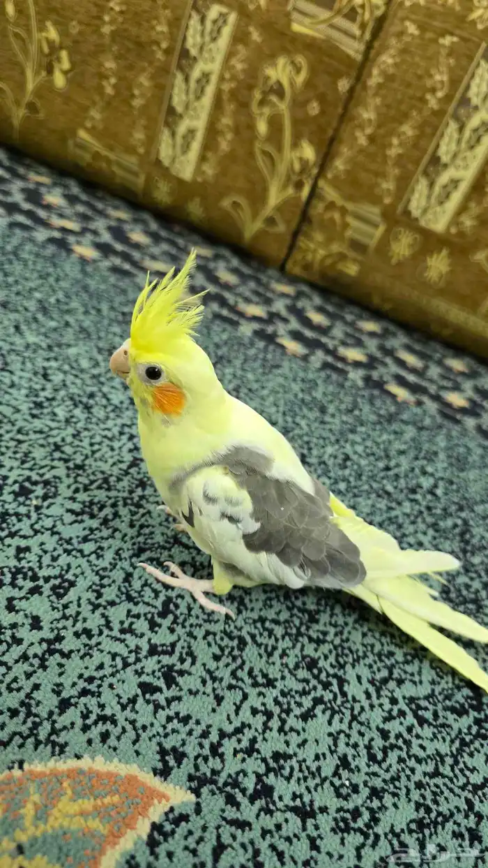 طيور كروان 1