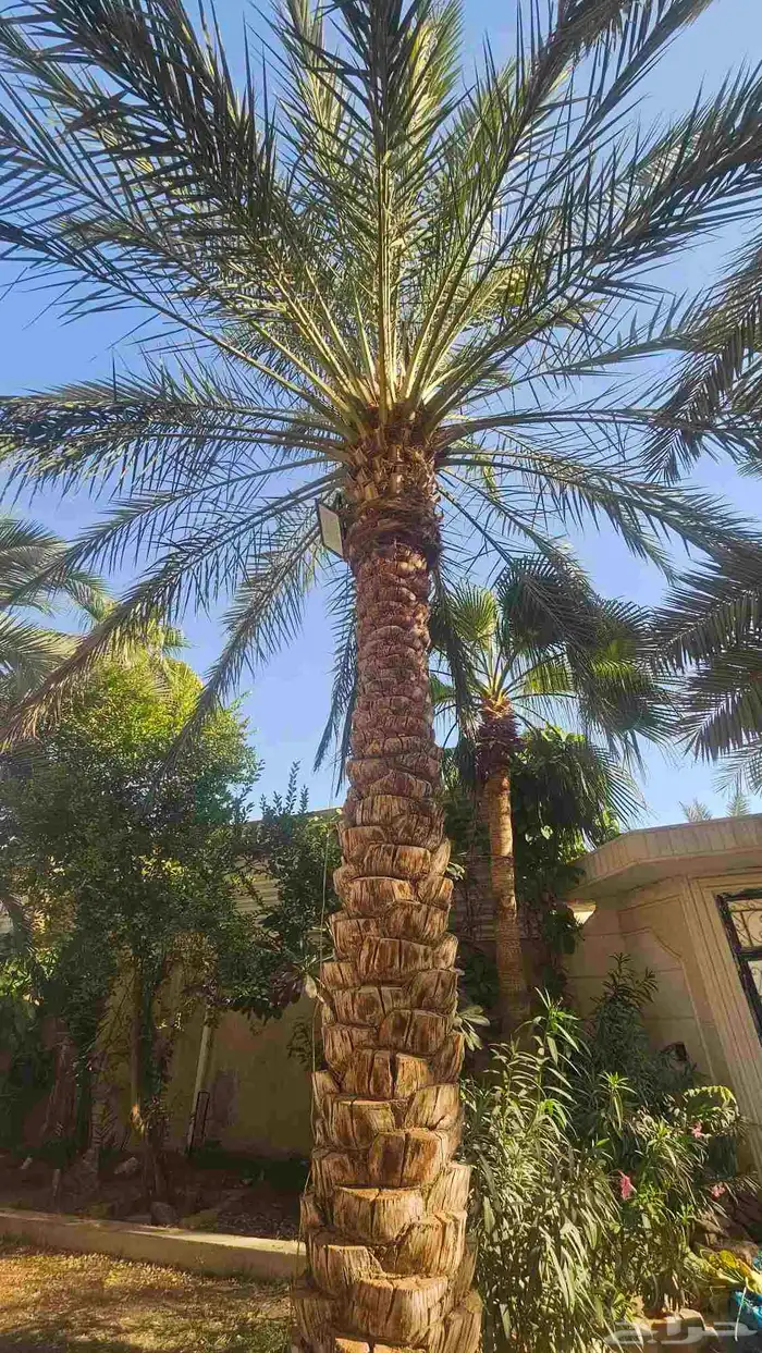 نخل للبيع (3 حبات)   صحة ممتازة ومثمرة 0