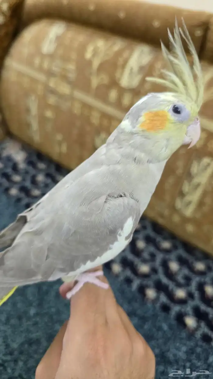 طيور كروان 4