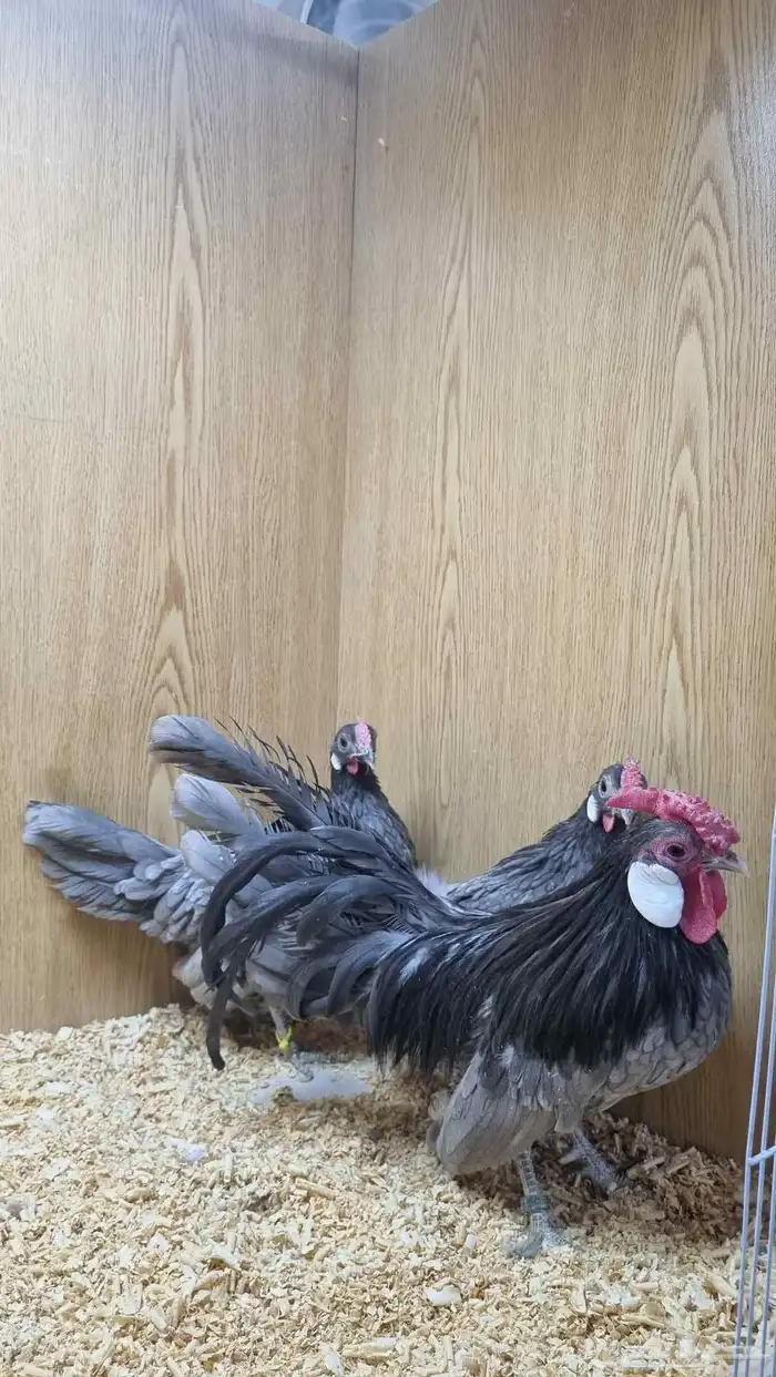 دجاج روز كامب مميز 2