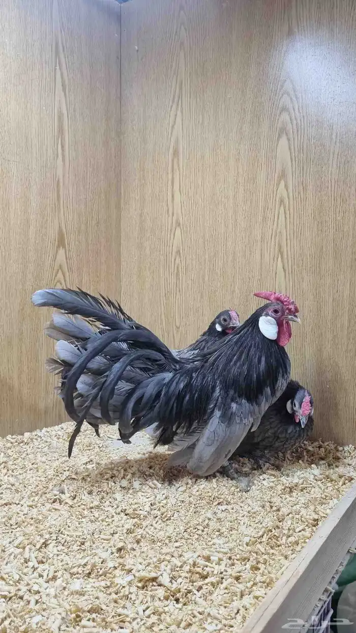 دجاج روز كامب مميز 0