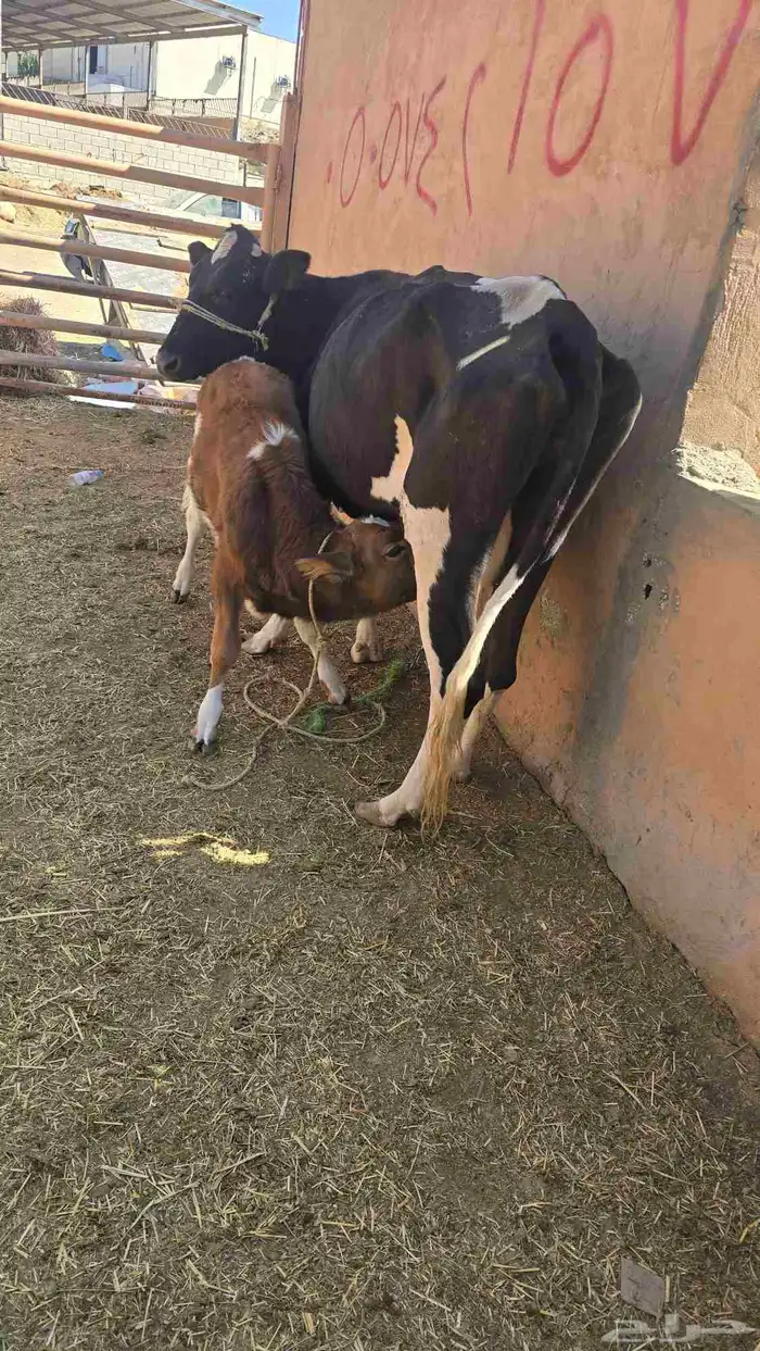 بقره ناتج كفو حليب وهديه شراط وسن ام ثلاثه 4