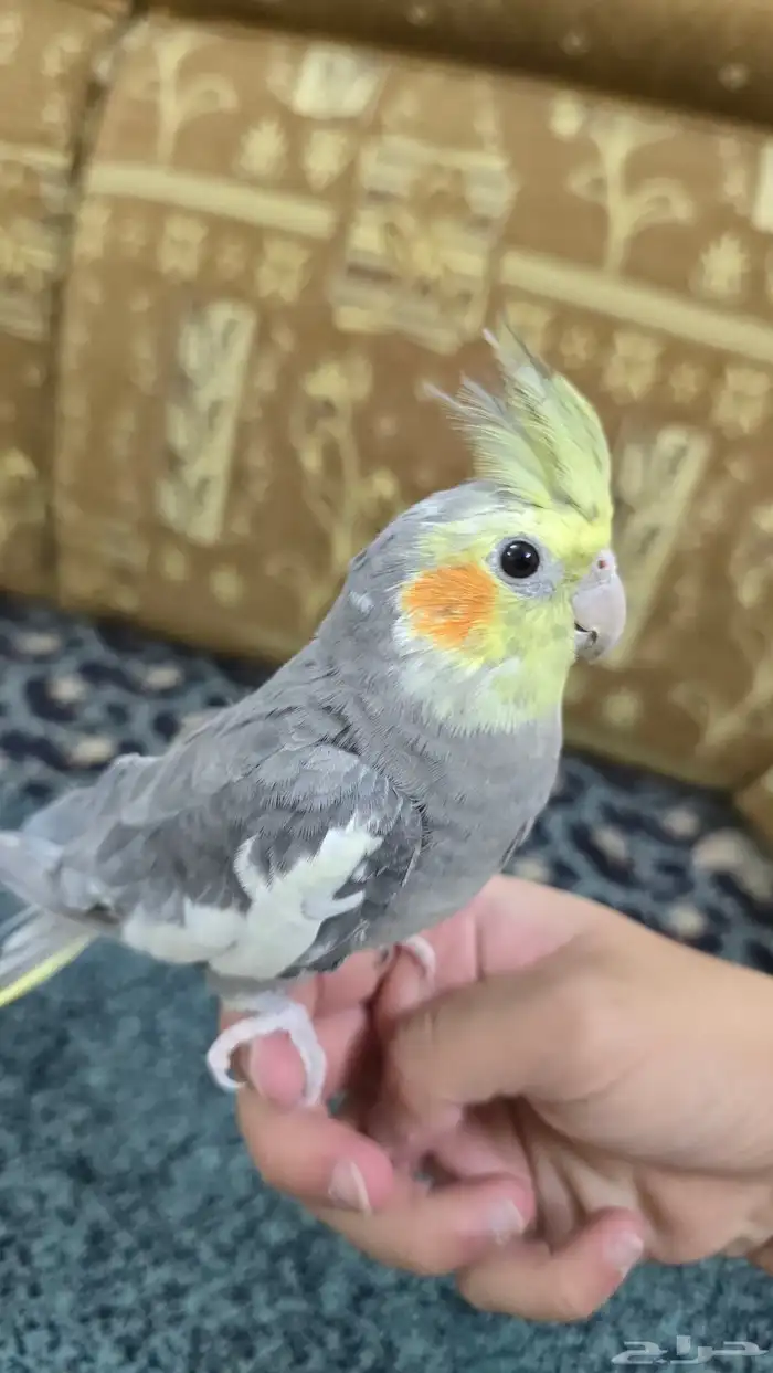 طيور كروان 3