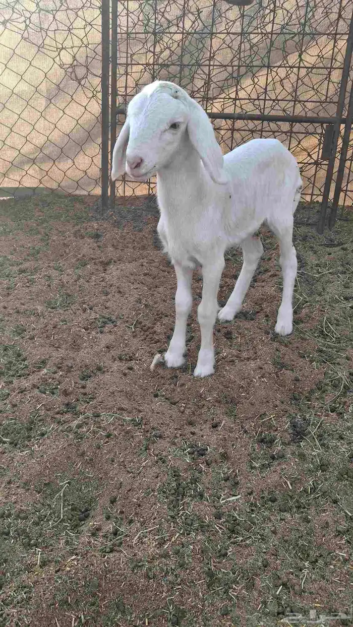 رخل ثنيه صنف معها طلي مشروع فحل باذن الله 1