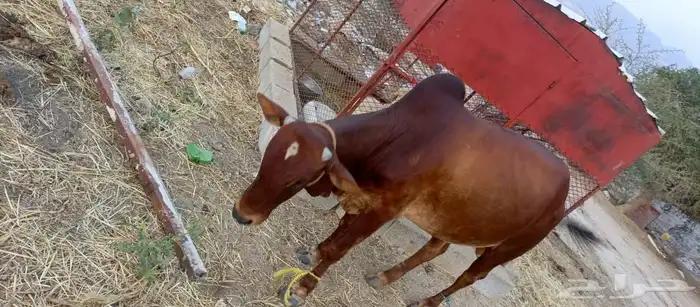 ثور فاخر من الاخر ما شاء الله سمين وفحل مشروط من كل العيوب 5