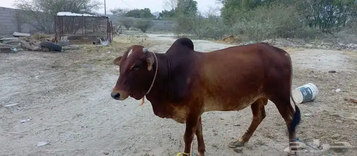 ثور فاخر من الاخر ما شاء الله سمين وفحل مشروط من كل العيوب 2