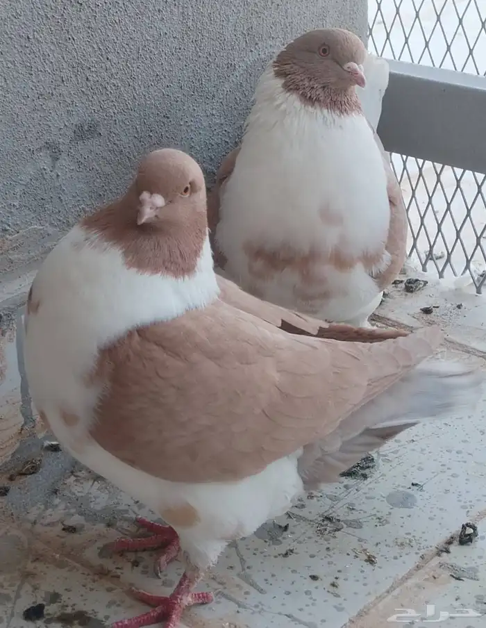 حمام كنق موقع الخرج 0