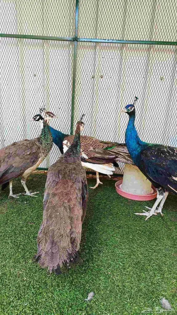 طاؤوس طاووس ابرق و بلاك شولدر 2