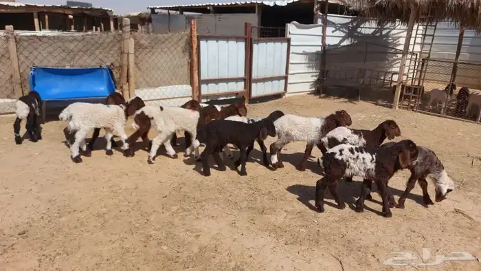 دواغير نعيم العدد 12 6