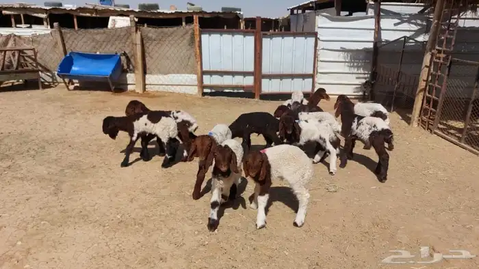 دواغير نعيم العدد 12 1