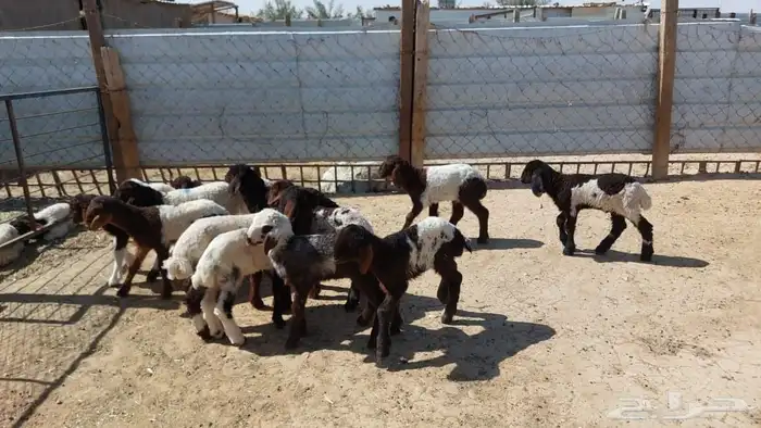 دواغير نعيم العدد 12 8