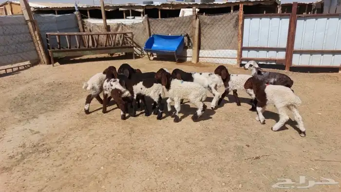 دواغير نعيم العدد 12 5