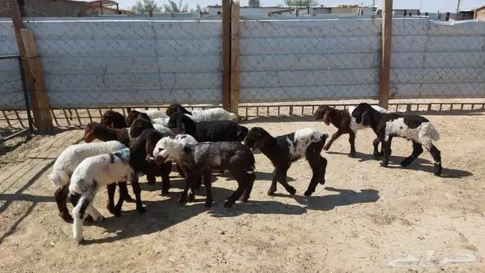 دواغير نعيم العدد 12 3