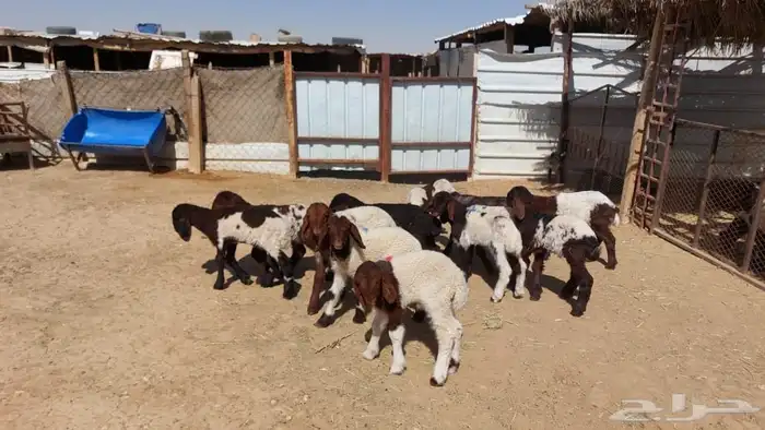 دواغير نعيم العدد 12 0