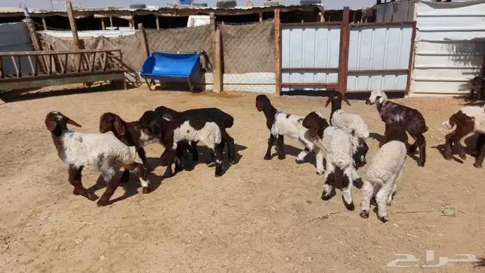 دواغير نعيم العدد 12 2