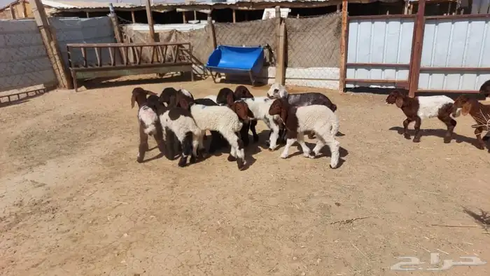 دواغير نعيم العدد 12 4