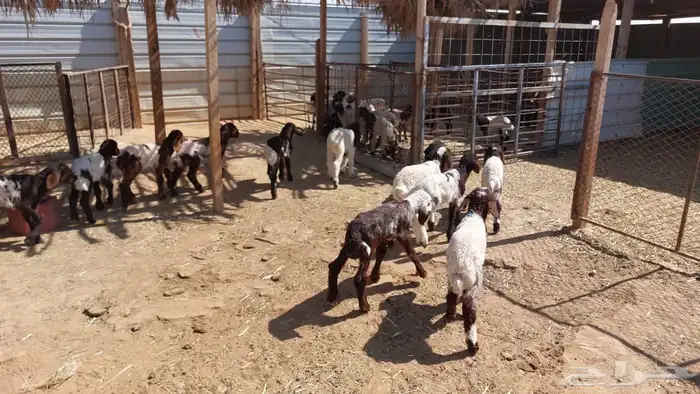 دواغير نعيم العدد 12 9