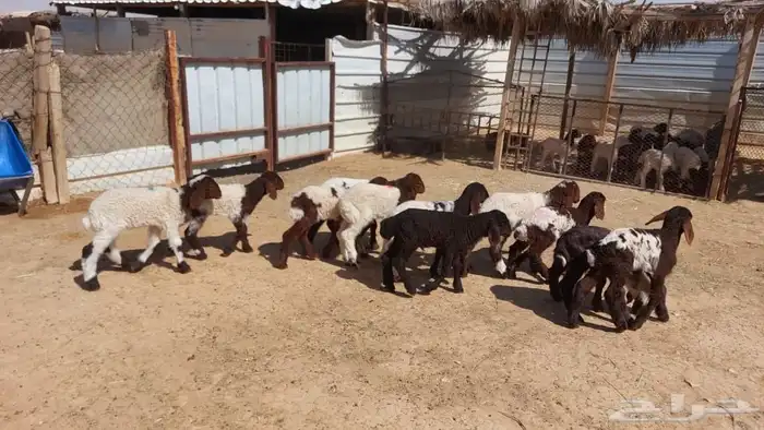 دواغير نعيم العدد 12 7