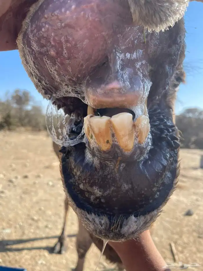 بعير كفووو ومشروط شرط وباقي علومه على الخاص 0