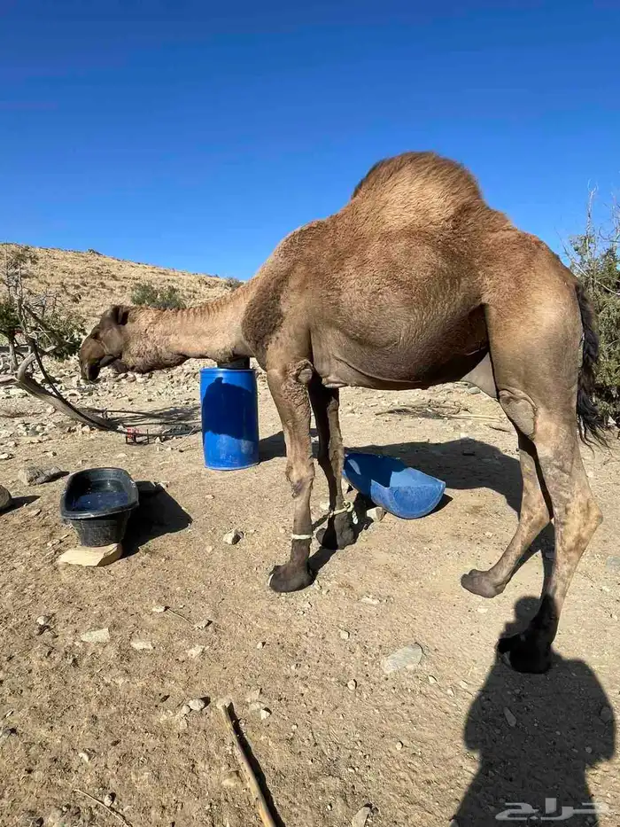 بعير كفووو ومشروط شرط وباقي علومه على الخاص 2