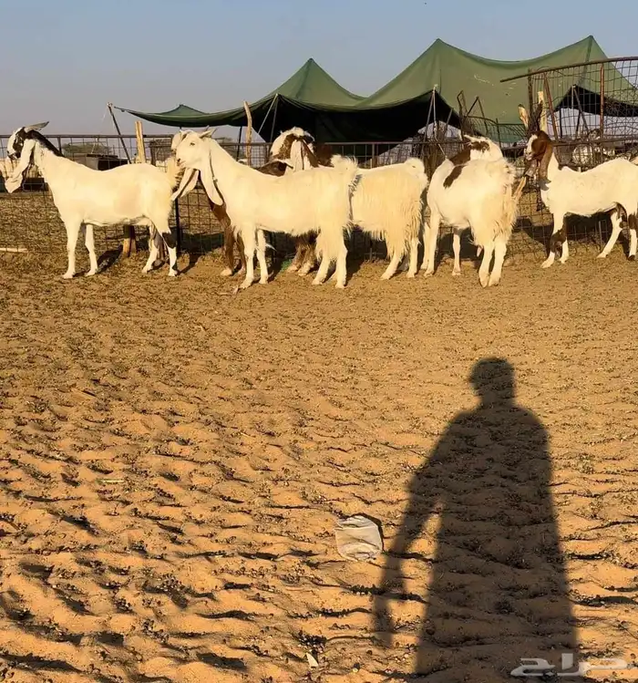 معزا مطورات فاخره((( تم البيع ))) 1