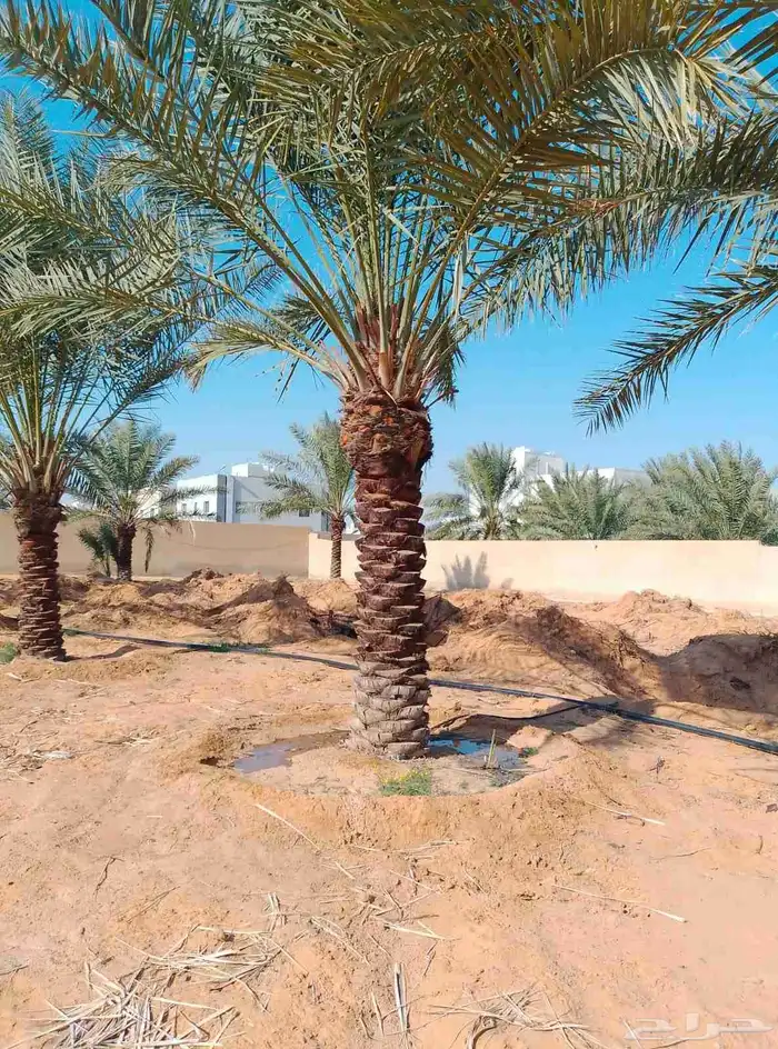 نخل خلاص فاخر للبيع 2