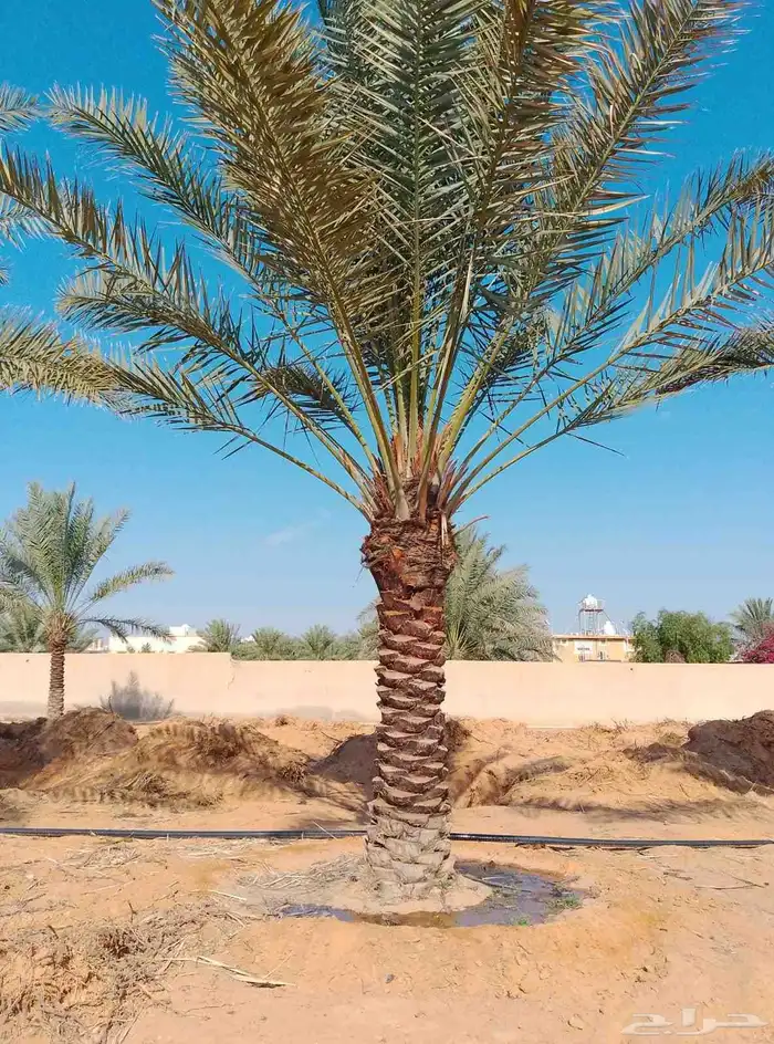 نخل خلاص فاخر للبيع 0