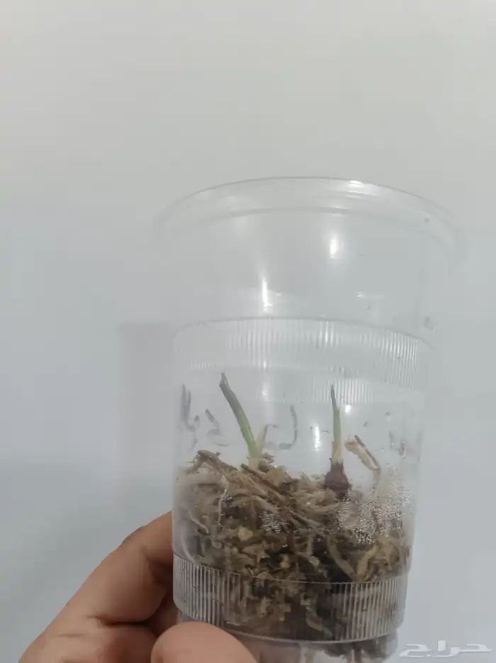 بوصيلات(درنات) الوكاسيا كوبرا 0