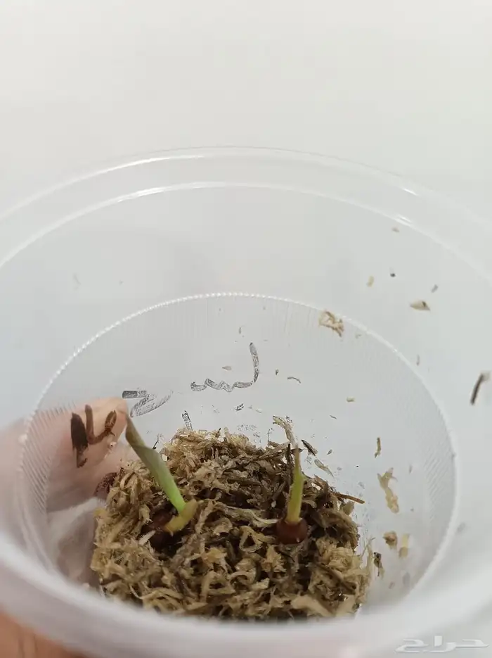 بوصيلات(درنات) الوكاسيا كوبرا 1